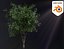 3D Realistic Animated Tree Pack Blender 3 model
