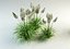 grass collection_1