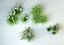 grass collection_1