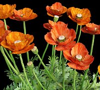 Oriental poppy papaver orientale