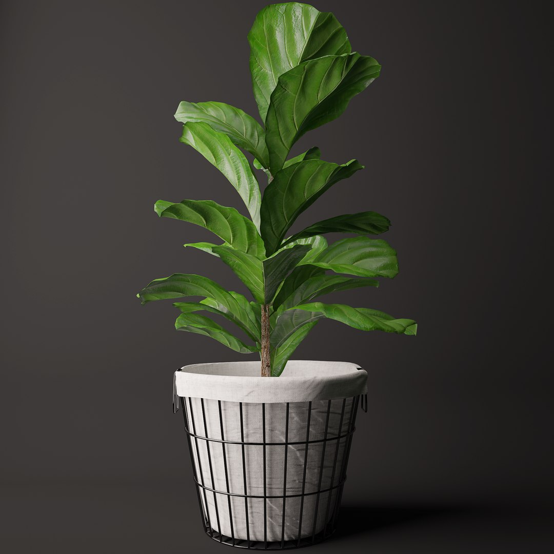 3d Model Ficus Lyrata