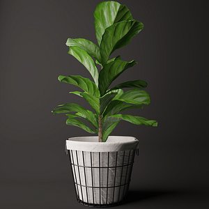 3d model ficus lyrata