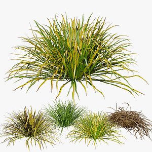 Ophiopogon japonicus grass 3D model