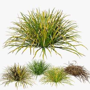 Ophiopogon japonicus grass