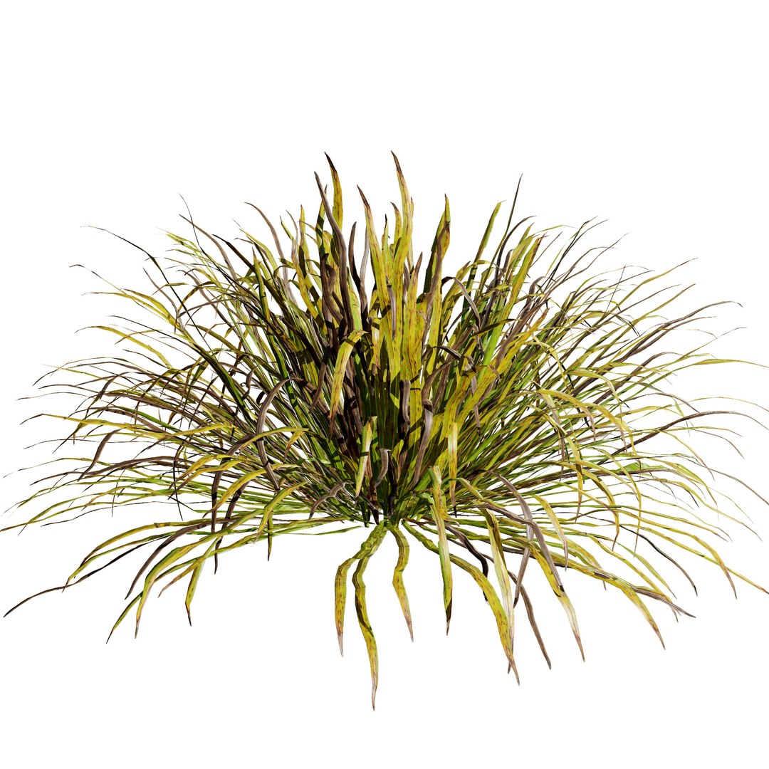 Ophiopogon Japonicus Grass 3D Model - TurboSquid 2172968