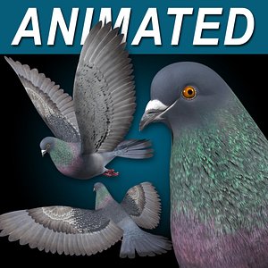 Pigeon B  Flight