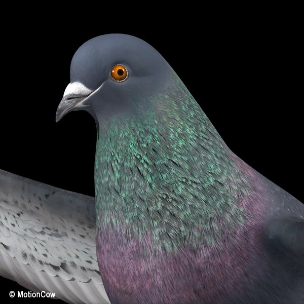 Flying Pigeon B Max