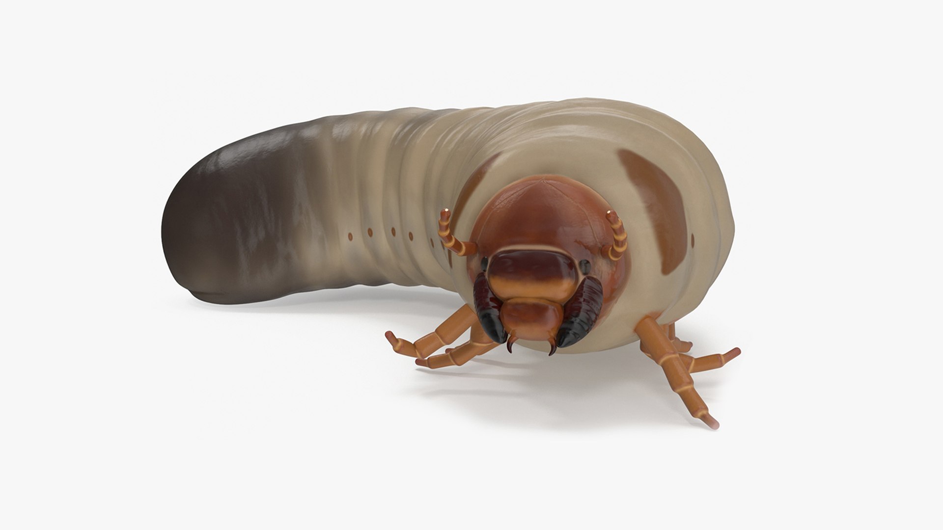 Maggot May Bug Rigged for Maya 3D model preview