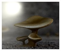 mushroom