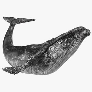 Sea Animal Old Blue Whale Swimming Pose Fur 3D