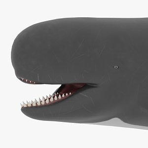 3D Livyatan model