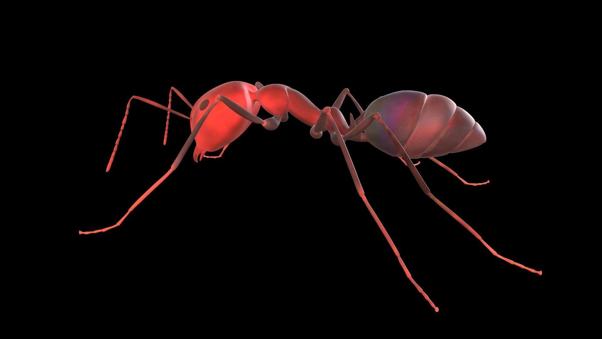 3D Ant lowpoly model https://p.turbosquid.com/ts-thumb/i8/CVUqGW/Q2/3dlowpolymodelofanantreadytouse3dmodellowpolyobjfbxmastlztlgltf5/jpg/1615963341/1920x1080/fit_q87/4b20031b2561e2d445789d6cd1d9c6b830341d03/3dlowpolymodelofanantreadytouse3dmodellowpolyobjfbxmastlztlgltf5.jpg