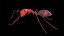 Ant lowpoly 모델