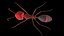 Ant lowpoly 모델