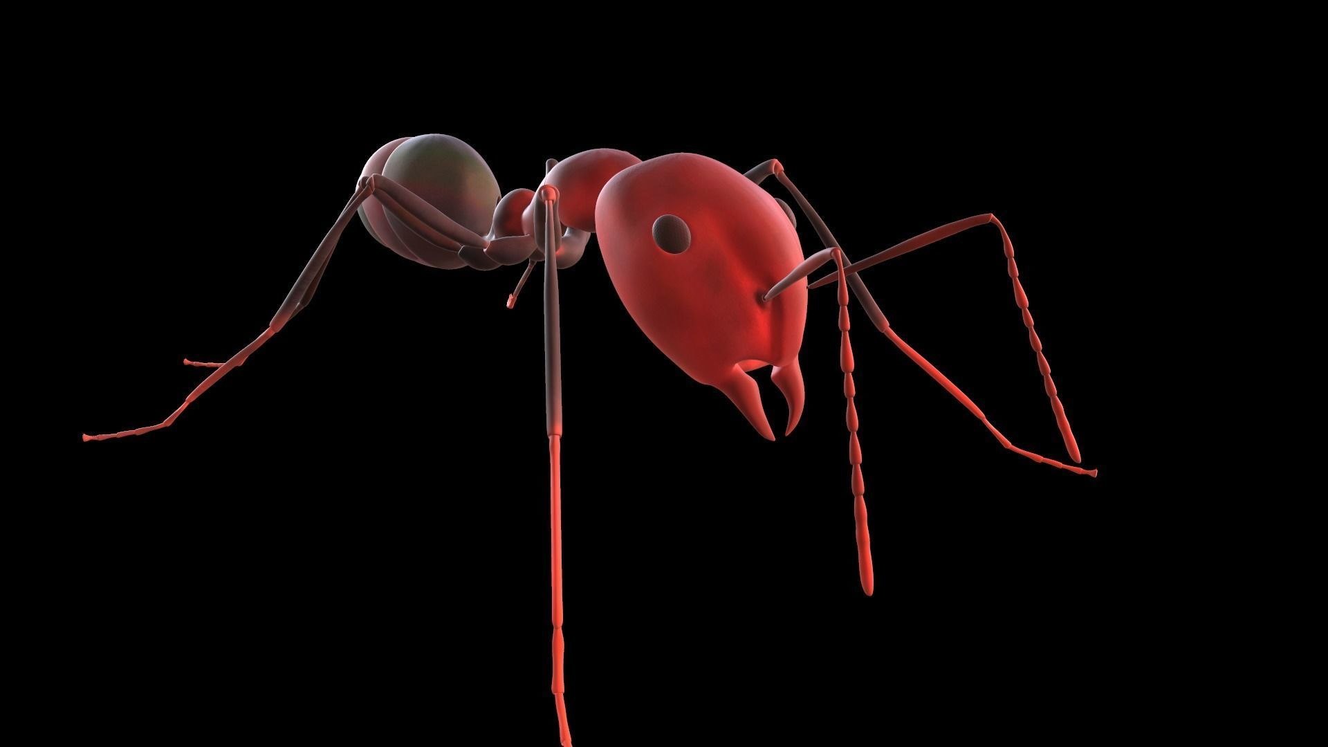 3D Ant lowpoly model https://p.turbosquid.com/ts-thumb/i8/CVUqGW/mE/3dlowpolymodelofanantreadytouse3dmodellowpolyobjfbxmastlztlgltf4/jpg/1615963337/1920x1080/fit_q87/2ad4535c109c002a14c143ff9534bf5a8971a20f/3dlowpolymodelofanantreadytouse3dmodellowpolyobjfbxmastlztlgltf4.jpg