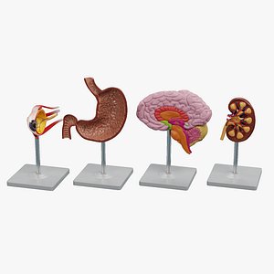 Anatomy Models Sections Collection