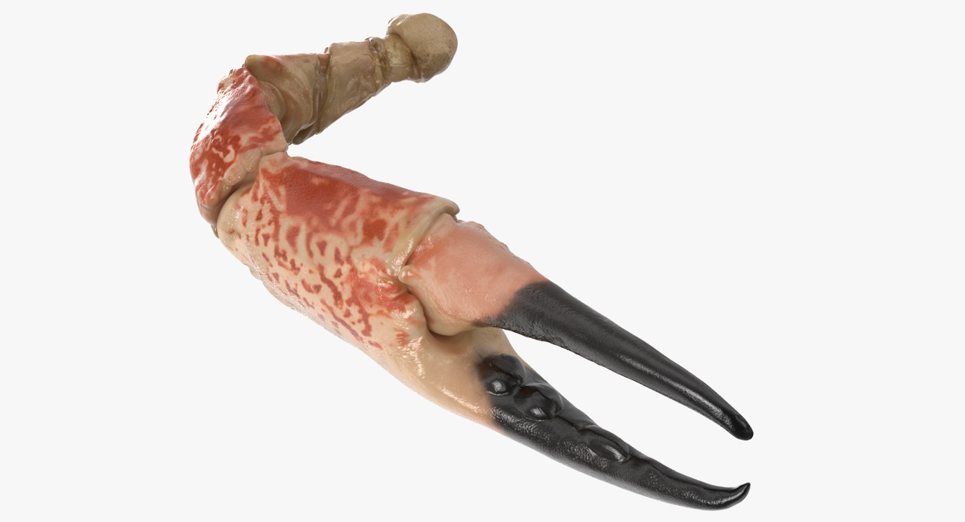 Crab Claw 3D Model 3D model preview