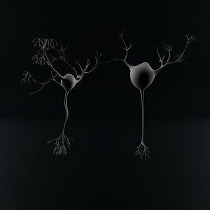 Neuron