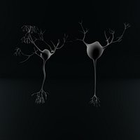 Neuron