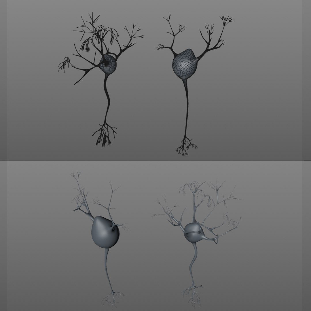 3D neuron https://p.turbosquid.com/ts-thumb/i8/OOVVRi/TkqytZ4F/6/jpg/1516966806/1920x1080/fit_q87/ba6e51d7183d26d61a93e85299b0ddb7464e0e15/6.jpg