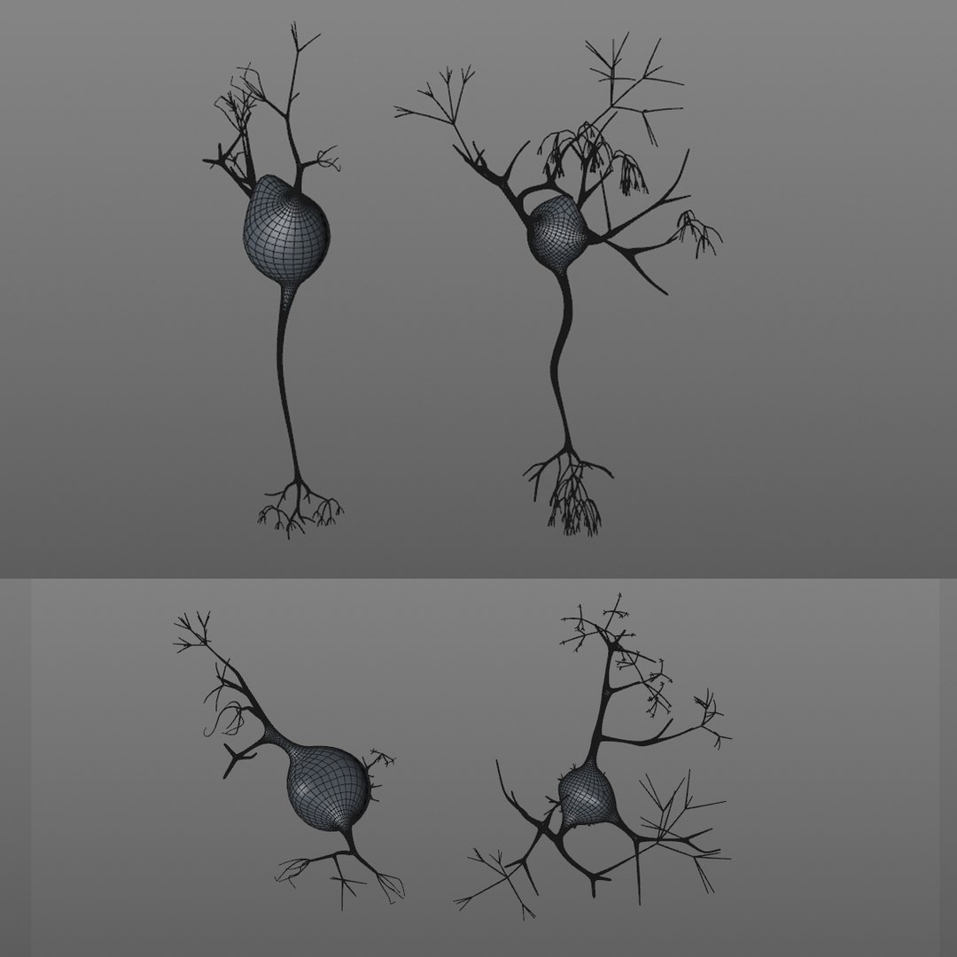 3D neuron https://p.turbosquid.com/ts-thumb/i8/OOVVRi/miYnrS1K/4/jpg/1516966805/1920x1080/fit_q87/0628f2105c3d263b21c16c1b96268256681076fc/4.jpg