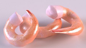 prawn crustacean animal sea ocean model