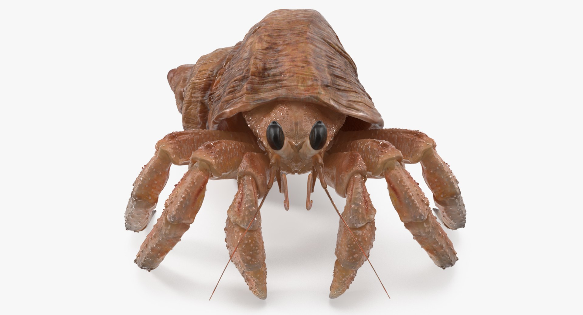 Hermit Crab 3D Model 3D model preview