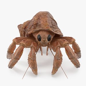 3D hermit crab
