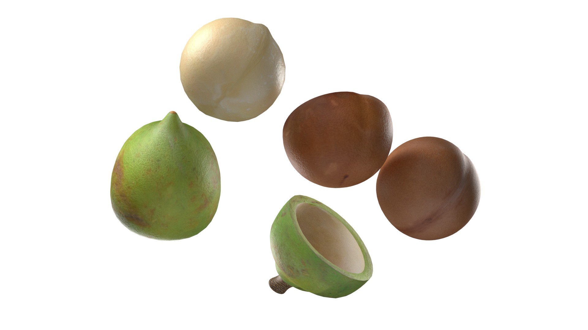 3D Model Macadamia Nut Collection - TurboSquid 2397425
