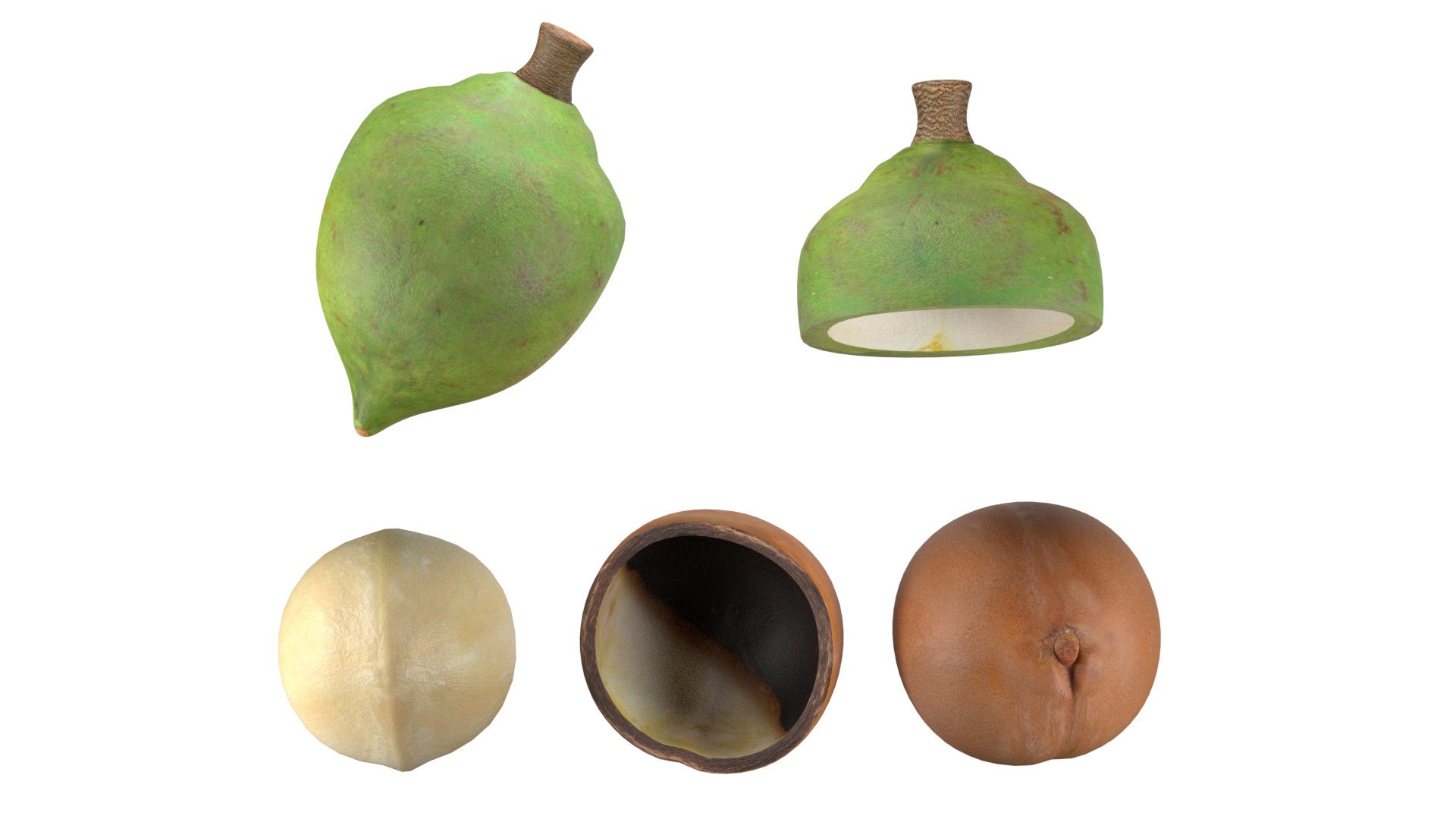 3D Model Macadamia Nut Collection - TurboSquid 2397425