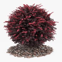 Barberry Shrub Red Foliage with Bark Mulch