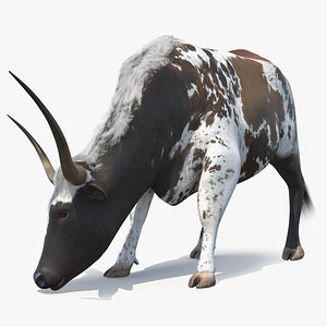 Texas Longhorn Cattle Mottled Brown
