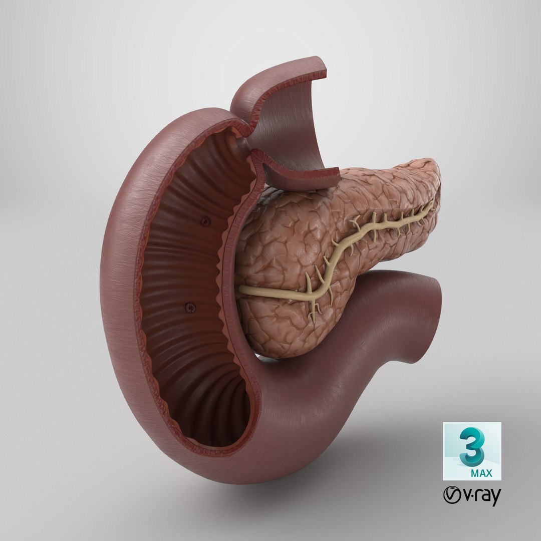 3D Plastic Model of Pancreas Cut https://p.turbosquid.com/ts-thumb/i8/qSyFt2/Bd/stemcell_max_vray_render/png/1721399521/1920x1080/fit_q87/fa70f00fbce47029f0e50864236fb7048a6b6754/stemcell_max_vray_render.jpg