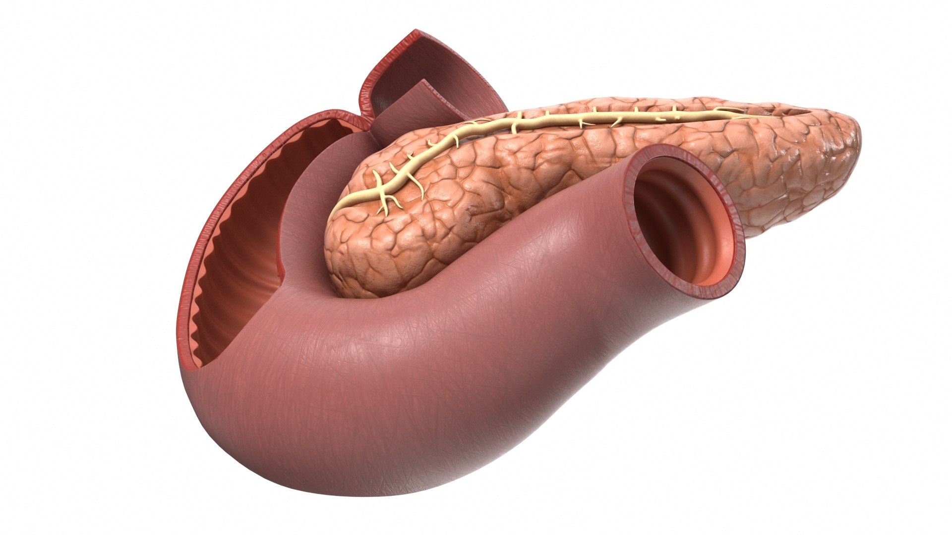 3D Plastic Model of Pancreas Cut https://p.turbosquid.com/ts-thumb/i8/qSyFt2/Cm/plasticmodelofpancreascut3dmodel012/jpg/1720516116/1920x1080/fit_q87/feb4ad66b45c57c2d66cbea4e4a47027c26de09b/plasticmodelofpancreascut3dmodel012.jpg