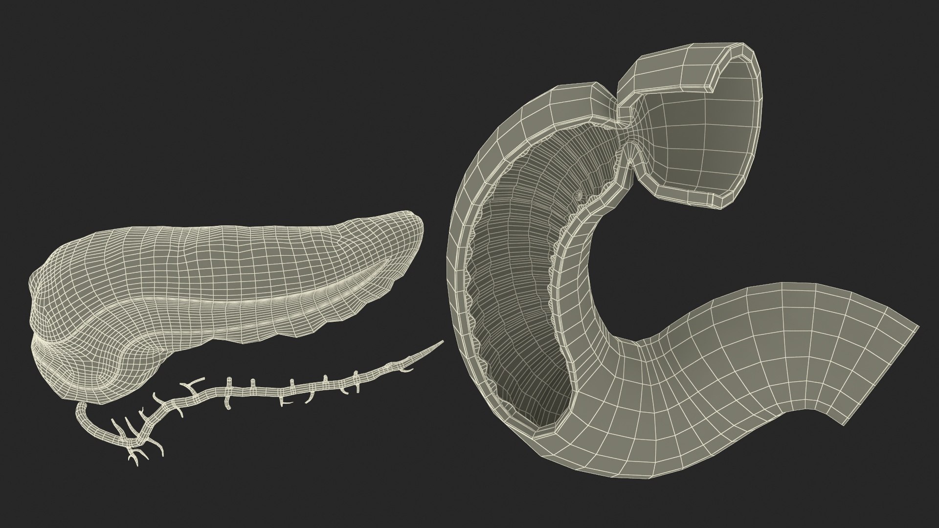3D Plastic Model of Pancreas Cut https://p.turbosquid.com/ts-thumb/i8/qSyFt2/EP/plasticmodelofpancreascut3dmodel034/jpg/1720516203/1920x1080/fit_q87/618b32a80551be40c1bbac8f443a54c5295c9cde/plasticmodelofpancreascut3dmodel034.jpg