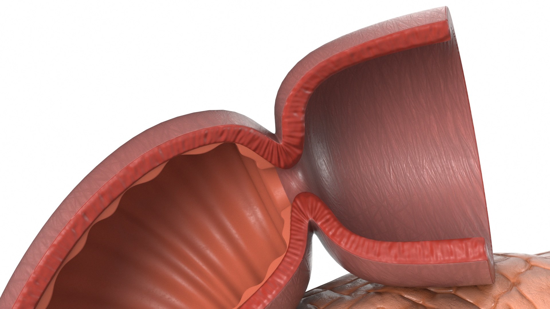 3D Plastic Model of Pancreas Cut https://p.turbosquid.com/ts-thumb/i8/qSyFt2/HC/plasticmodelofpancreascut3dmodel015/jpg/1720516128/1920x1080/fit_q87/60bdf47046db397c9edfb06800945625e01fe9be/plasticmodelofpancreascut3dmodel015.jpg