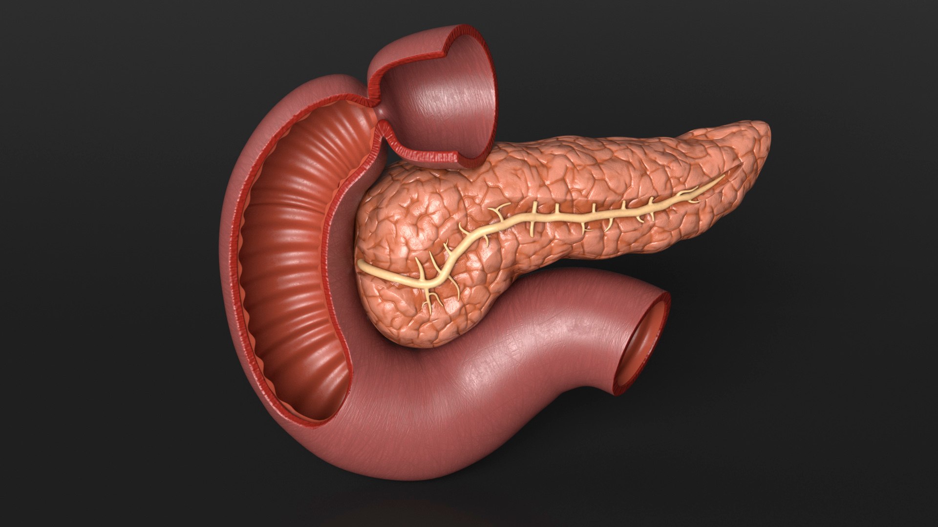 3D Plastic Model of Pancreas Cut https://p.turbosquid.com/ts-thumb/i8/qSyFt2/YW/plasticmodelofpancreascut3dmodel008/jpg/1720516100/1920x1080/fit_q87/6dac6870d6ba0c3333b1b77ff945bce2ef9f5fec/plasticmodelofpancreascut3dmodel008.jpg