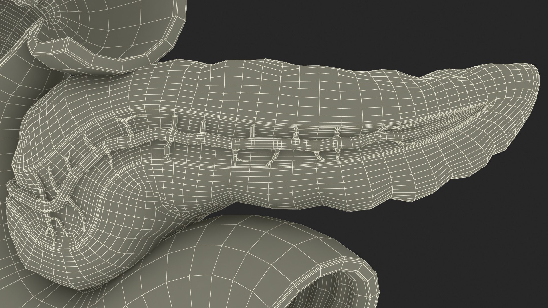 3D Plastic Model of Pancreas Cut https://p.turbosquid.com/ts-thumb/i8/qSyFt2/cq/plasticmodelofpancreascut3dmodel031/jpg/1720516191/1920x1080/fit_q87/e92e3f75fb8e630ad921995765d4989cc244bb3f/plasticmodelofpancreascut3dmodel031.jpg