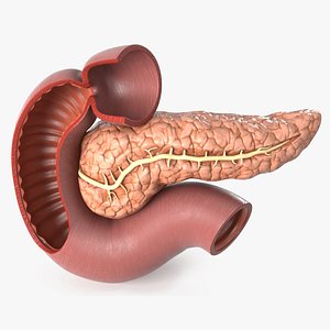 Plastic Model of Pancreas Cut