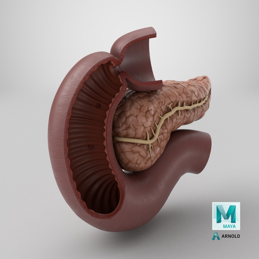 3D Plastic Model of Pancreas Cut https://p.turbosquid.com/ts-thumb/i8/qSyFt2/pv/stemcell_maya_arnold_render/png/1721399513/1920x1080/fit_q87/21672652af1fa45e1a5fcdc293a27d8c0bd8880e/stemcell_maya_arnold_render.jpg