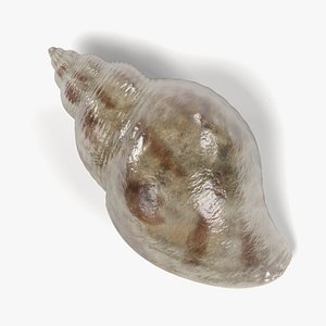 cancellaria reticulata 3ds