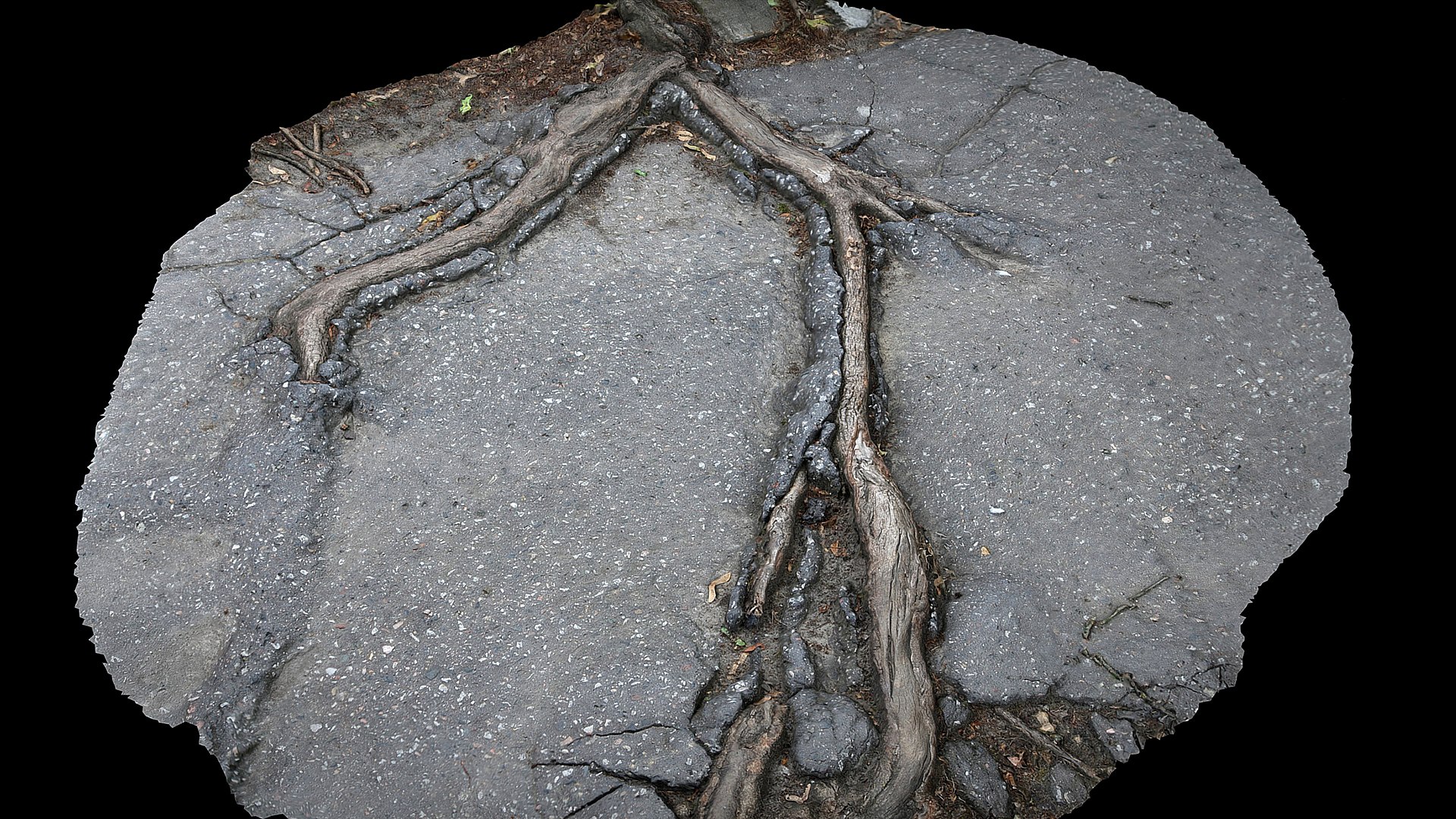 Asphalt Damaged Road Patch Tree Roots Part7 Photogrammetry 3d Model 