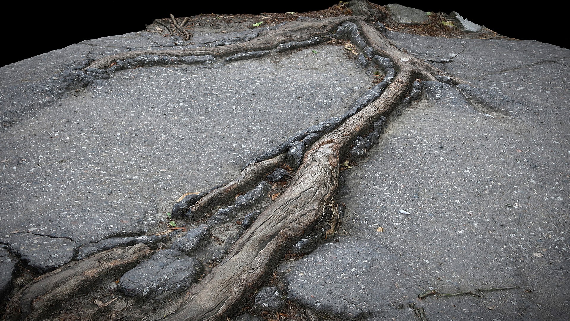 Asphalt Damaged Road Patch Tree Roots Part7 Photogrammetry 3d Model 