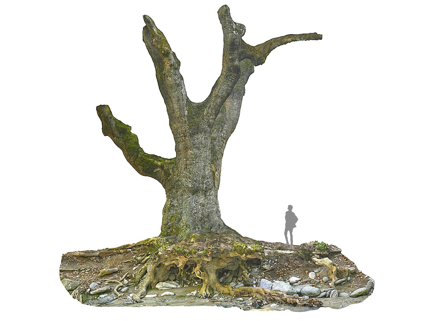 3D ancient forest pack 16k https://p.turbosquid.com/ts-thumb/i9/CUq0cZ/FQ7eX5KD/5556456/jpg/1537265219/1920x1080/fit_q87/077e64b66c3877601d3ee1906eb2d6c6b8735506/5556456.jpg