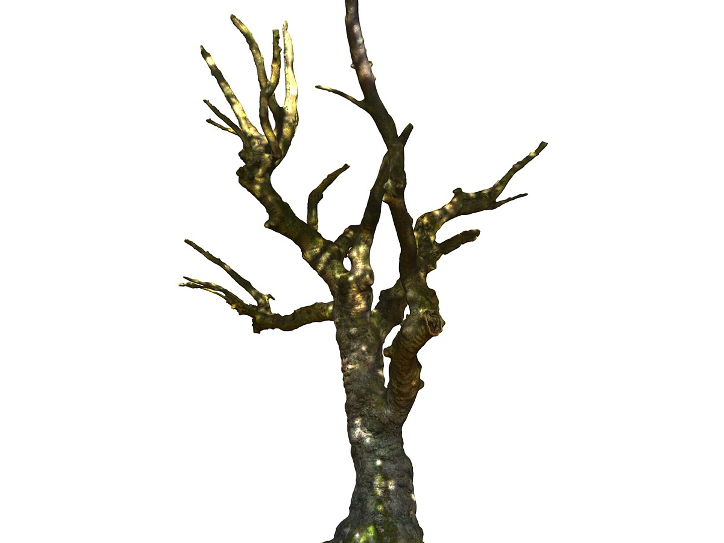 3D ancient forest pack 16k https://p.turbosquid.com/ts-thumb/i9/CUq0cZ/GFUQ9awQ/0000/jpg/1537265648/1920x1080/turn_fit_q99/76a7626243541a4efa4ff1b45b82746aaf7fd200/0000-1.jpg
