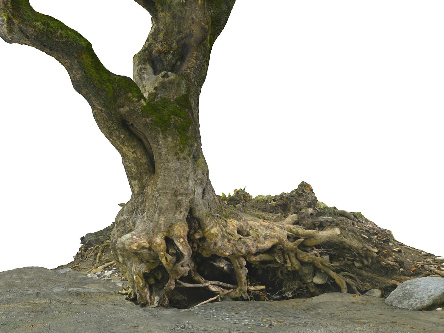 3D ancient forest pack 16k https://p.turbosquid.com/ts-thumb/i9/CUq0cZ/HjX30Rvj/908/jpg/1537185332/1920x1080/fit_q87/0792a28cf433176fa6a4cc7e48c7cc5cbc3c48cd/908.jpg