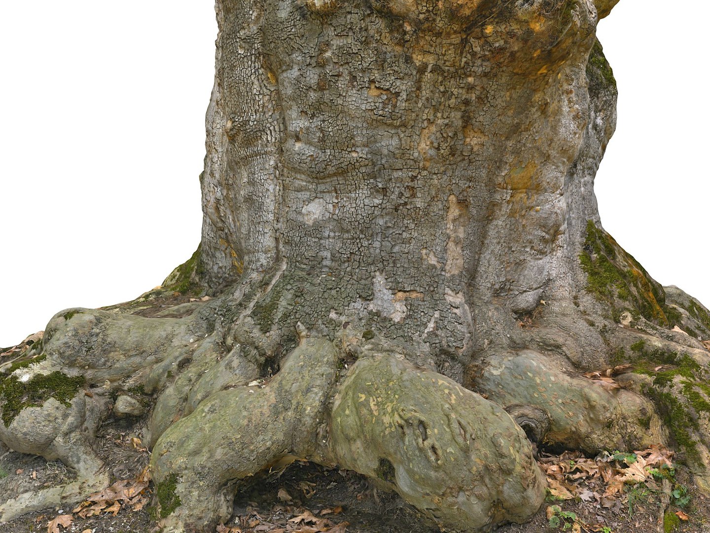 3D ancient forest pack 16k https://p.turbosquid.com/ts-thumb/i9/CUq0cZ/Ir1W0Fe6/90890/jpg/1537265237/1920x1080/fit_q87/3f73516535e1bf97cbf80d53da962316b76eb623/90890.jpg