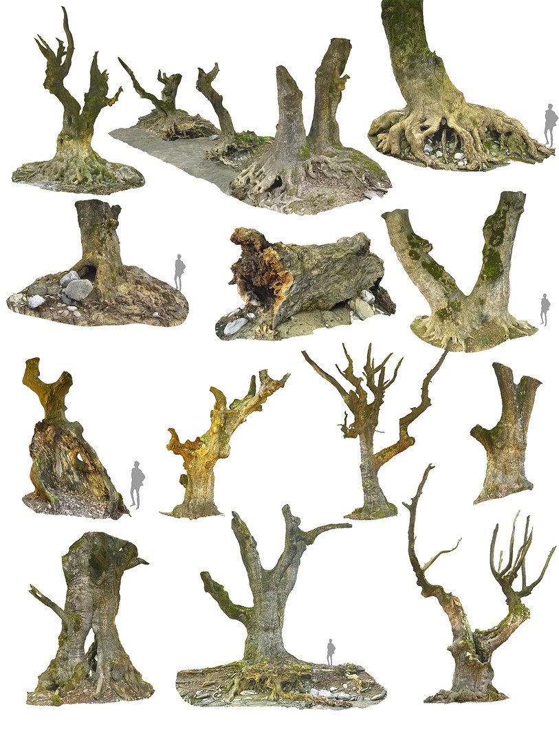 3D ancient forest pack 16k https://p.turbosquid.com/ts-thumb/i9/CUq0cZ/NR6pEH61/pack13/jpg/1537265027/1920x1080/fit_q87/e51fd759ff4d919ec77e1a647308746bd75b32a0/pack13.jpg