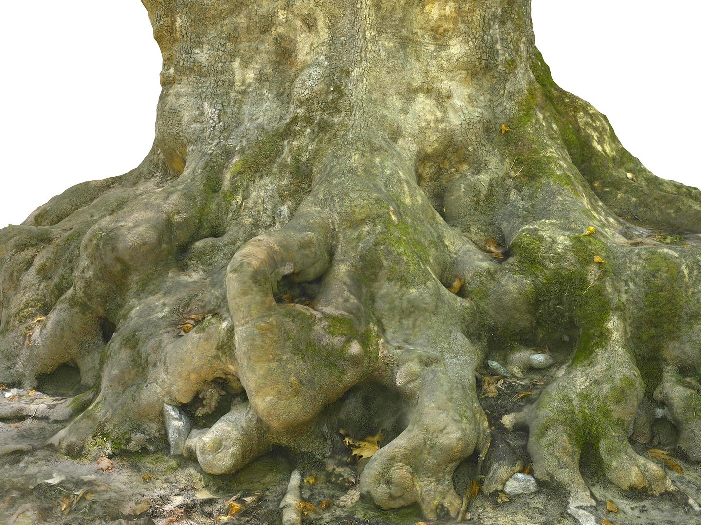 3D ancient forest pack 16k https://p.turbosquid.com/ts-thumb/i9/CUq0cZ/TL10rLuu/97800/jpg/1537265193/1920x1080/fit_q87/ed6812b33fe461fbb662eadff2a7c6a63149e285/97800.jpg