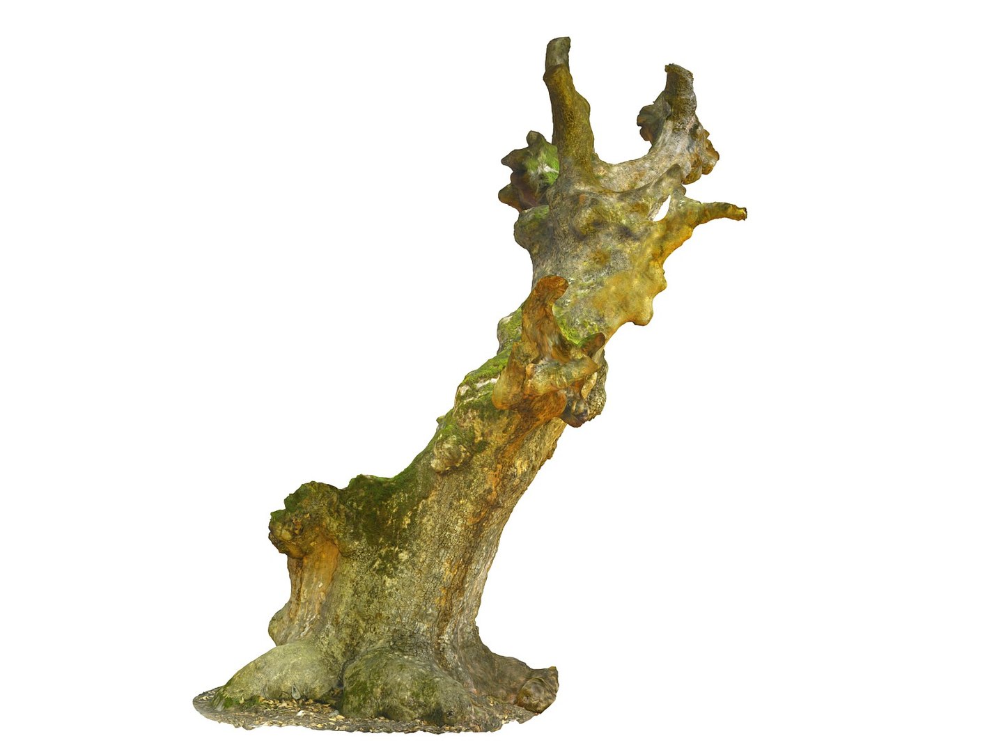 3D ancient forest pack 16k https://p.turbosquid.com/ts-thumb/i9/CUq0cZ/VyPcJKHg/45/jpg/1537265248/1920x1080/fit_q87/333c76588ef42d9496f2a5d6ebea583fdde213f5/45.jpg